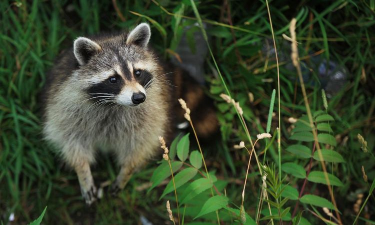 What Attracts Raccoons to Your House?